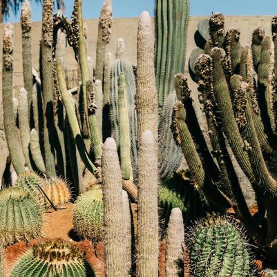 Xeriscaping in the Phoenix Area