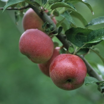 Anna Apple - Malus domestica