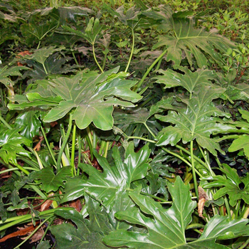 Split-Leaf Philodendron - Philodendron selloum