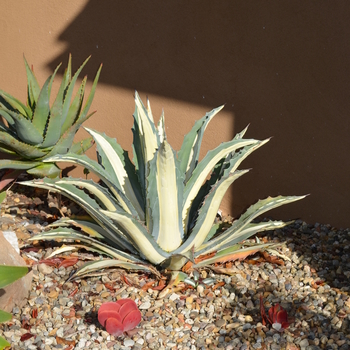 Marginata Century Plant - Agave americana var. marginata