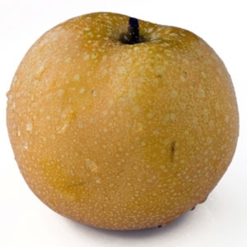 20th Century Asian Pear - Pyrus pyrifolia