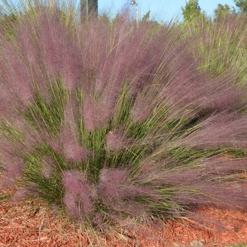 Pink Muhly - Muhlenbergia capillaris Regal Mist