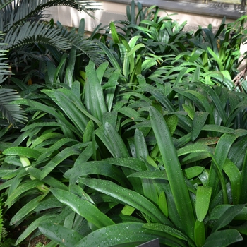 Clivia / Kaffir Lily - Clivia miniata