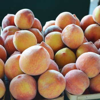 Desert Gold Peach - Prunus persica 'desert gold'