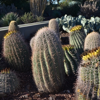 Fishhook Barrel Cactus - Ferocactus wislizeni