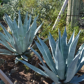 Weber Agave - Agave weberi