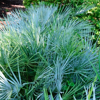 Mexican Blue Palm / Blue Hesper Palm - Brahea armata