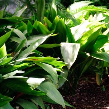 Cast Iron Plant - Aspidistra elatior