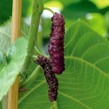 Pakistan Mulberry - Morus macroura 'Pakistan'