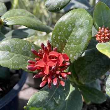 Dwarf Ixora - Ixora taiwanensis