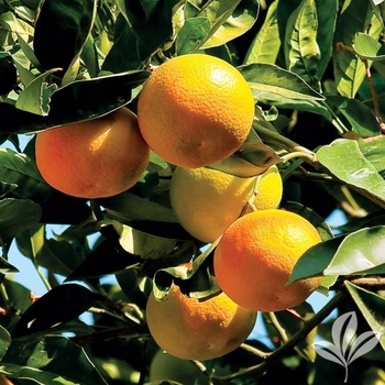Clementine Mandarin - Citrus reticulata 'Clementine'