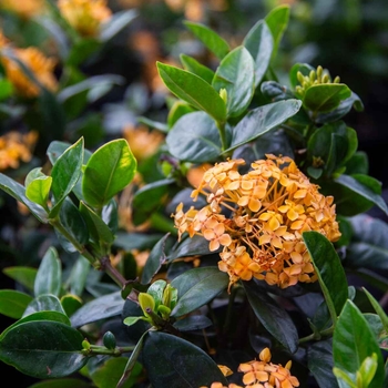 Ixora / Jungle Flame - Ixora coccinea
