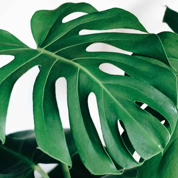 Monstera Philodendron / Swiss Cheese Plant - Monstera deliciosa