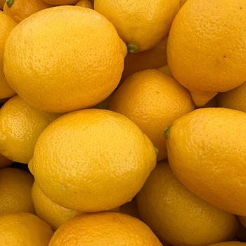 Lisbon Lemon - Citrus limon 'Lisbon'