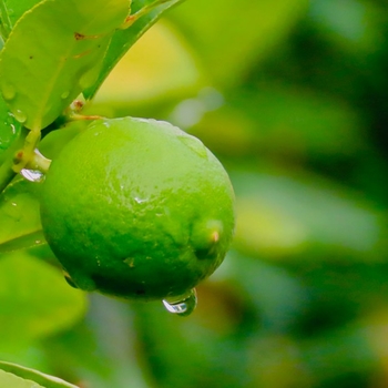 Bearss or Persian Lime - Citrus x latifolia