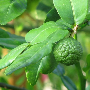 Kieffer / Kaffir Lime - Citrus hystrix