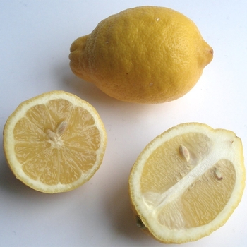 Eureka Lemon - Citrus limon 'Eureka'