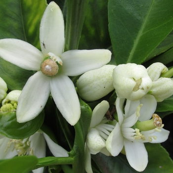Washington Navel Orange - Citrus sinensis 'Washington'