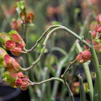 Tall Slipper Plant - Pedilanthus bracteatus (Euphorbia bracteata)