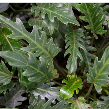Xanadu Philodendron - Philodendron 'Xanadu'