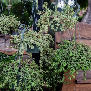 Prostrate Elephant Food - Portulacaria afra 'prostrate'