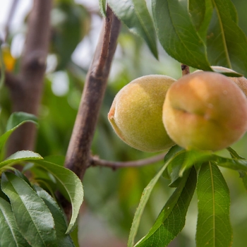 Eva's Pride Peach - Prunus persica 'Eva's Pride'
