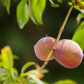 Florida Prince Peach - Prunus persica 'Florida Prince'