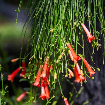 Coral Fountain or Firecracker Plant - Russelia equisetiformis