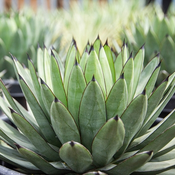 Blue Emperor Agave - Agave 'Blue Emperor'