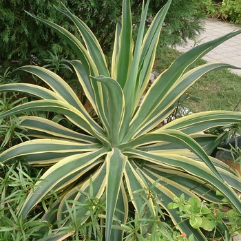 Variegated Smooth Agave - Agave desmettiana 'Variegata'