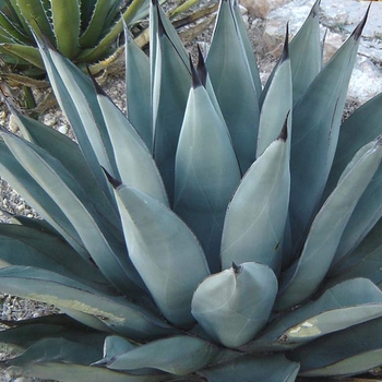 Sharkskin Agave - Agave 'Sharkskin'