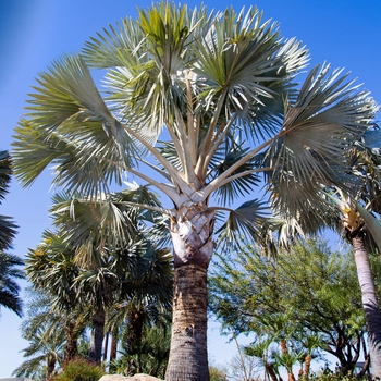 Bismarck Palm - Bismarckia nobilis