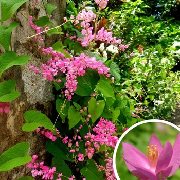 Queen's Wreath (Coral Vine) - Antigonon leptopus