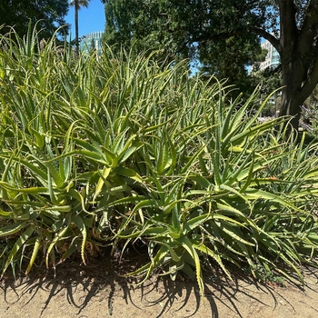 Torch Aloe - Aloe arborescens