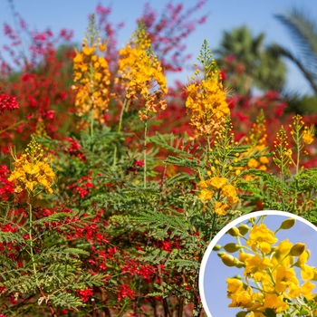 Yellow Bird of Paradise - Caesalpinia gilliesii