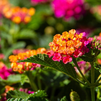 Irene Lantana - Lantana camara 'irene'