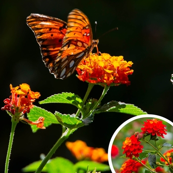Dallas Red Lantana - Lantana camara 'Dallas Red'