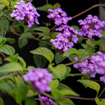 Trailing Lantana - Lantana sellowiana 'trailing lavender' 