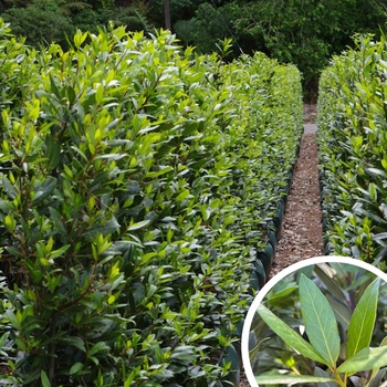 Laurus nobilis - Sweet Bay