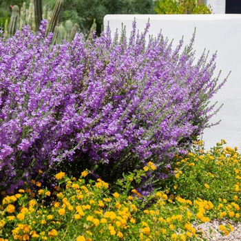Heavenly Cloud Texas Sage - Leucophyllum frutescens 'Heavenly Cloud'