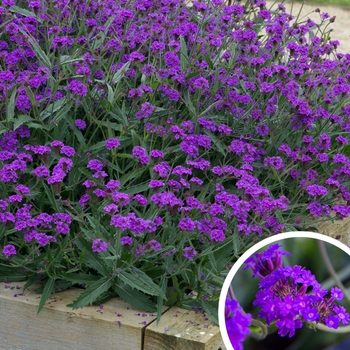 Sandpaper Verbena - Verbena rigida