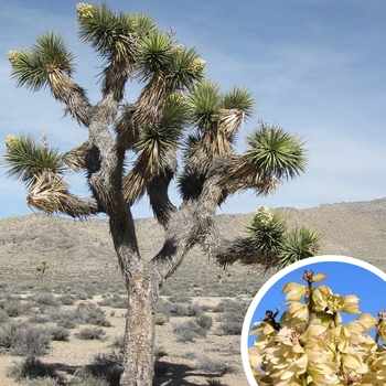 Joshua Trees - Yucca brevifolia