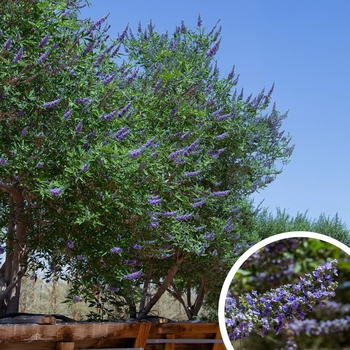 Vitex agnus-castus - Vitex