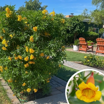 Tecoma Sparky Bells - Tecoma stans 'Sparky'
