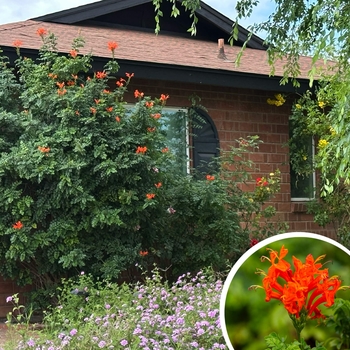 Cape Honeysuckle - Tecoma capensis 