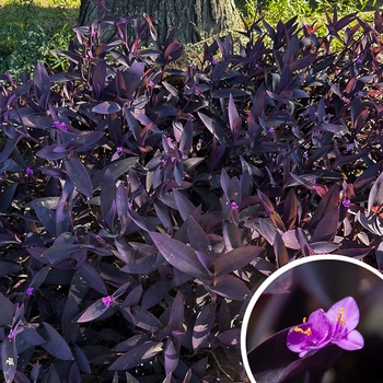 Purple Heart - Tradescantia Pallida Purpurea