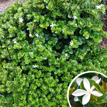 Boxwood Beauty Natal Plum - Carissa macrocarpa 'Boxwood Beauty'