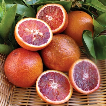 Citrus sinensis 'Moro' - Moro Blood Orange