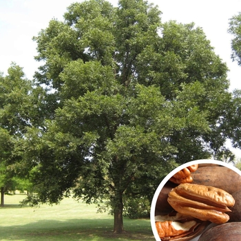 Carya illinoinensis - Pecan Tree