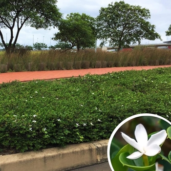 Green Carpet Natal Plum - Carissa macrocarpa 'Green Carpet'